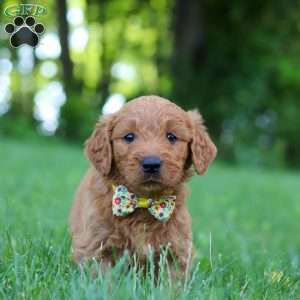 Theo, Goldendoodle Puppy